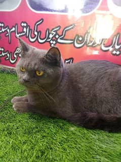 British shorthair Male for sale l Scottish fold | munchkin | ragdoll |