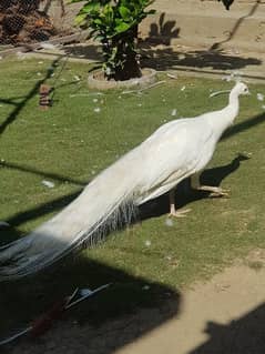 WHITE BREEDER PEACOCK MALE FOR SALE