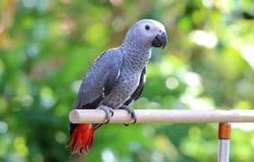 African grey male self tamed 8 months