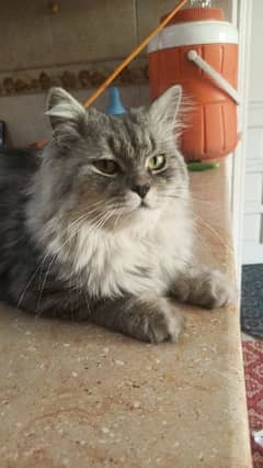 Persian male cat