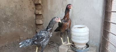 Aseel Hens Pair for Sale