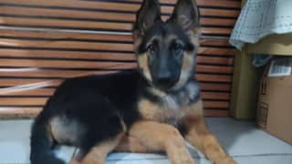 German shepherd pups 0