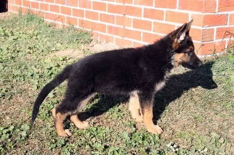 German shepherd pups 1