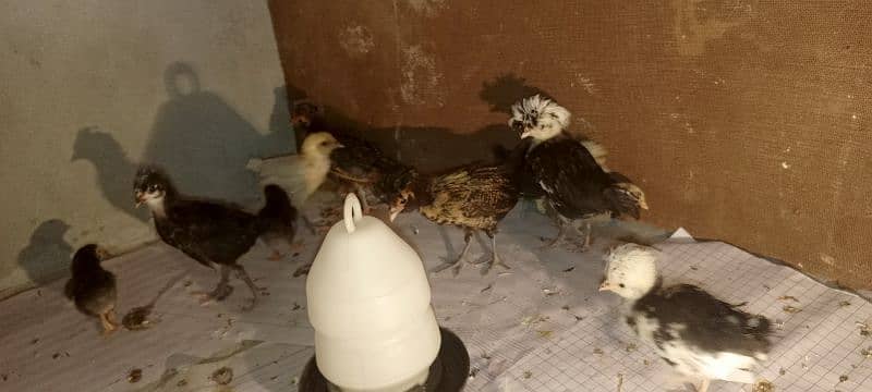 gholden havey buf white havey buf eggs available 9