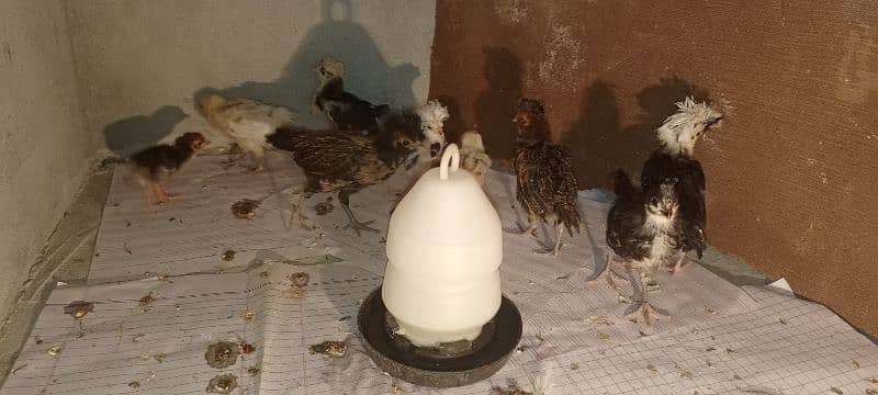 gholden havey buf white havey buf eggs available 13