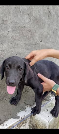 3 month ki labra female  for sell