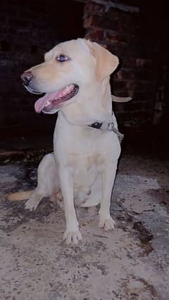 labrador female for sale in sialkot cnt 03491894381 0