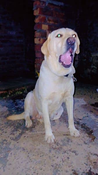 labrador female for sale in sialkot cnt 03491894381 1