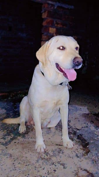 labrador female for sale in sialkot cnt 03491894381 2