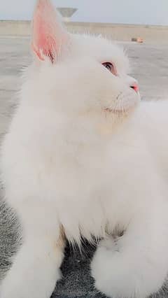 Persian cat