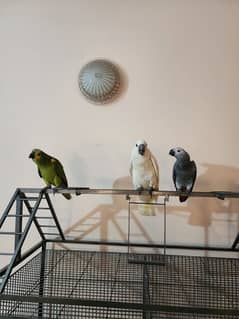 Triton Cockatoos, Blue and Gold Macaw, Amazons & African Grey