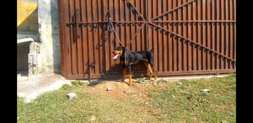 doberman for sale in Islamabad