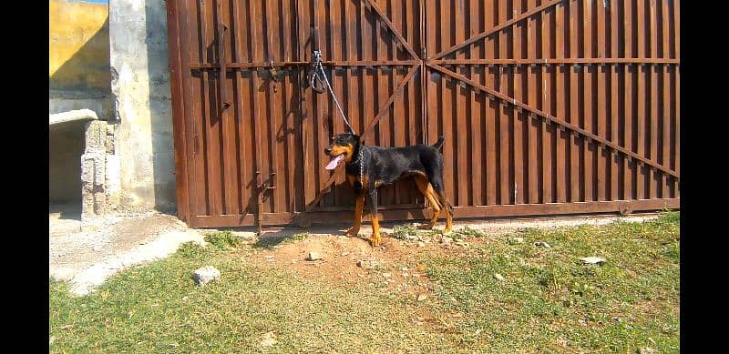 doberman for sale in Islamabad 0