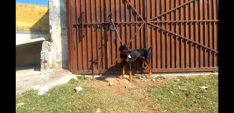 doberman for sale in Islamabad 1