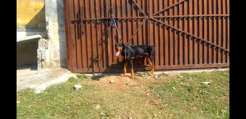 doberman for sale in Islamabad 2