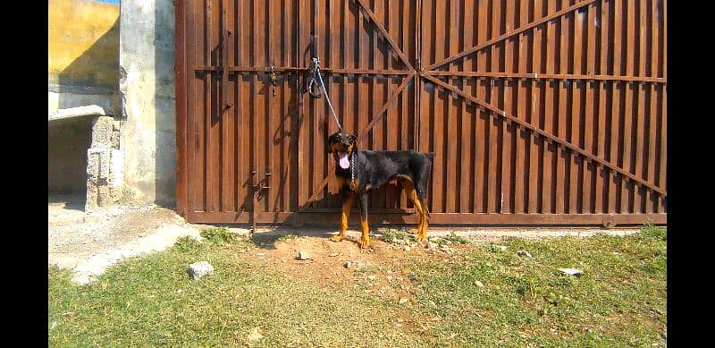 doberman for sale in Islamabad 3