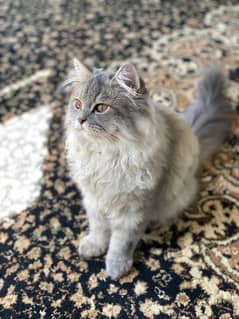 Persian