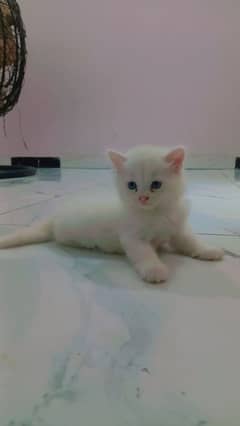 2 Persian kittens for Sale triple coat7k each 14k for both