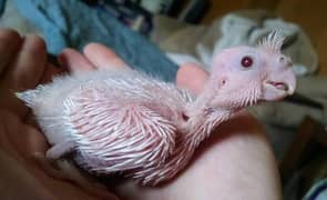 cockatiel chick 1500