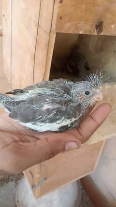 cockatiel chick 1500