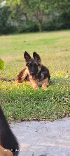 German shepherd triple coat female 0