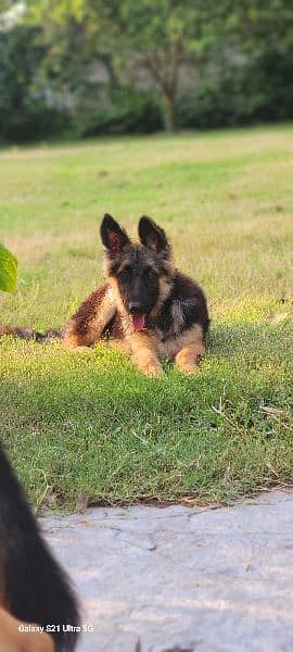 German shepherd triple coat female 0