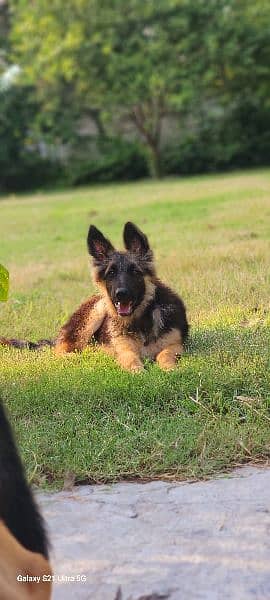 German shepherd triple coat female 1