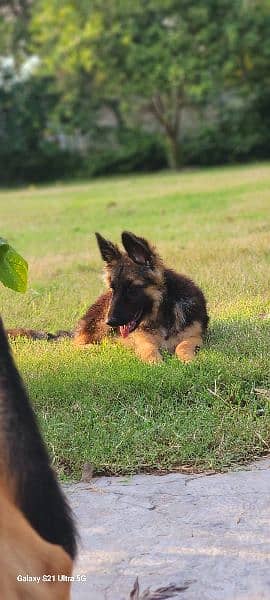 German shepherd triple coat female 2