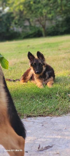 German shepherd triple coat female 3