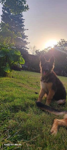 German shepherd triple coat female 4