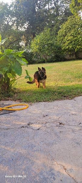 German shepherd triple coat female 5