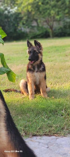 German shepherd triple coat female 6