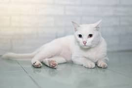 Khao Manee (Diamond eye cat)