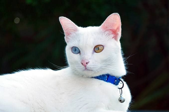 Khao Manee (Diamond eye cat) 1