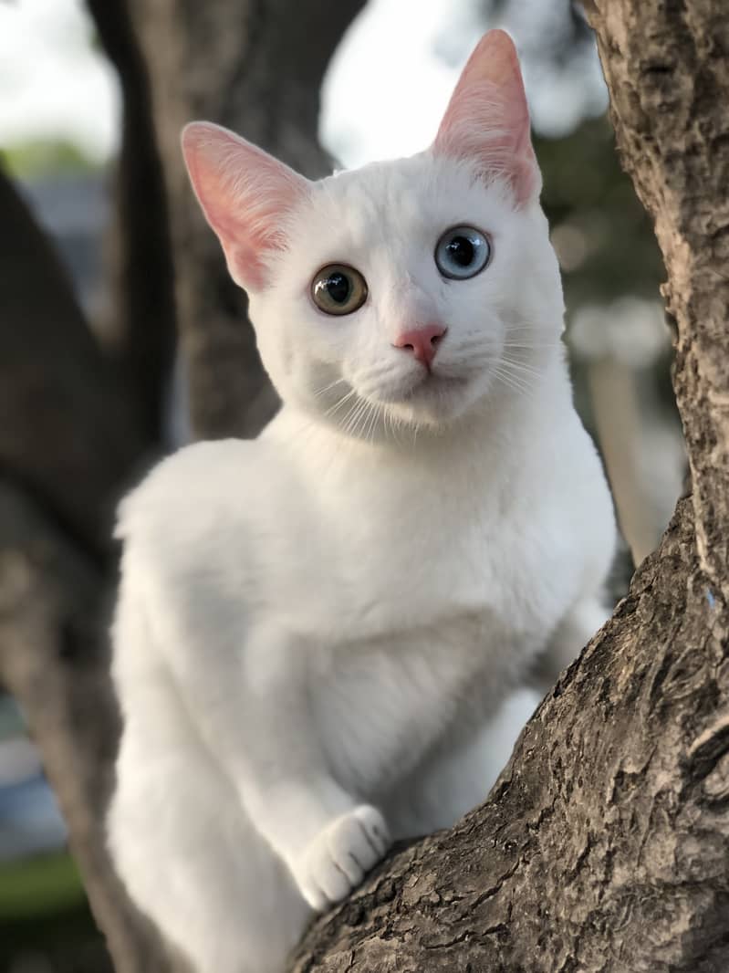 Khao Manee (Diamond eye cat) 2