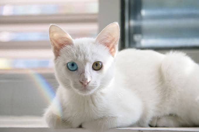 Khao Manee (Diamond eye cat) 3