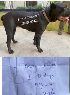 Cane Corso Pedigree Confirm Pregnant Female for Sale