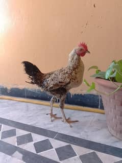 Desi Murga & Murgi pair for sale 0