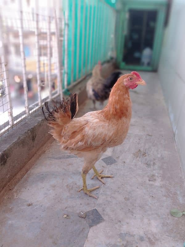 Desi Murga & Murgi pair for sale 1