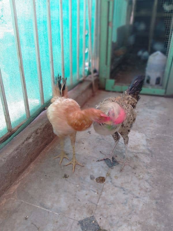 Desi Murga & Murgi pair for sale 2