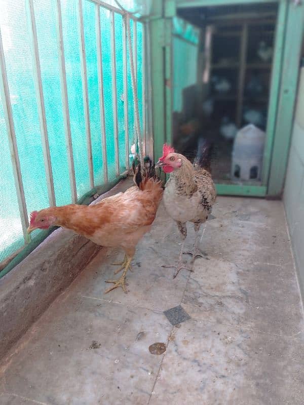 Desi Murga & Murgi pair for sale 4