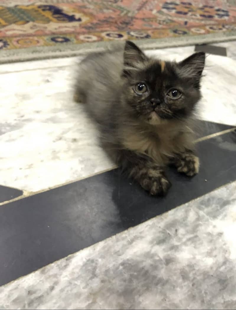 "Beautiful Persian Punch Face for Sale 1