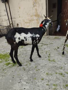 bakri