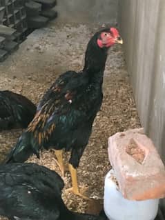 Shamo hen | Black Shamo hen for sale | shamoo | Quality hen| aseel