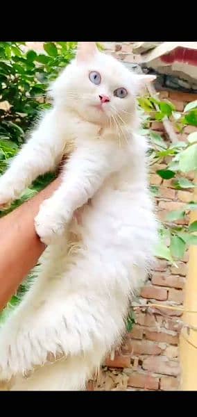 Blue eyes persian lovely cat full white color  and long court hair 4