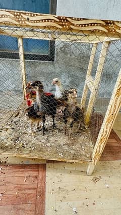 5 chicks with cage