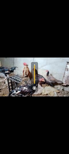 Turkey birds, murghiyan aur duck for sale 0