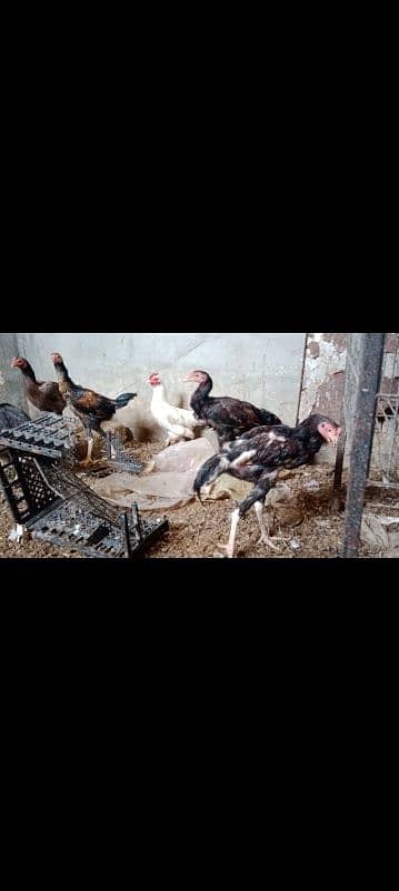 Turkey birds, murghiyan aur duck for sale 2