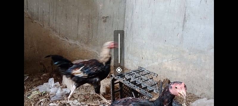 Turkey birds, murghiyan aur duck for sale 3