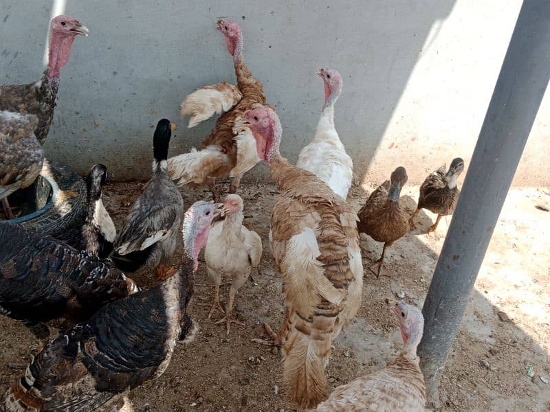 Turkey birds, murghiyan aur duck for sale 4